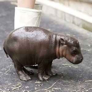 Meet your Posher, Jenny